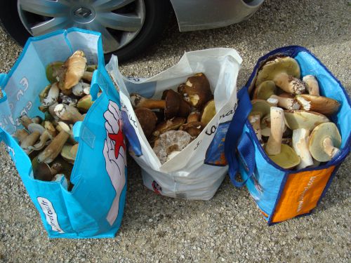 Week-end repos, ballade en forêt et cueillette des champignons, résultat : environ 30 kg