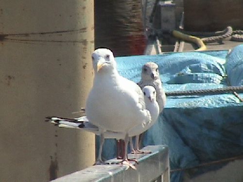 Goéland et mouettes