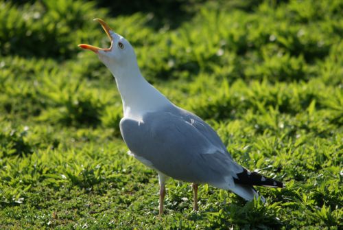 Goéland Argenté