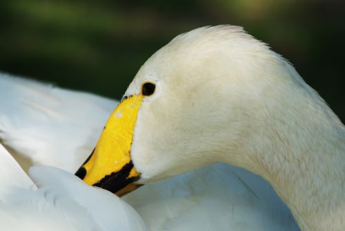 Cygne de Bewick