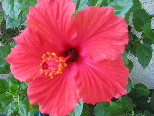 hibiscus orange 