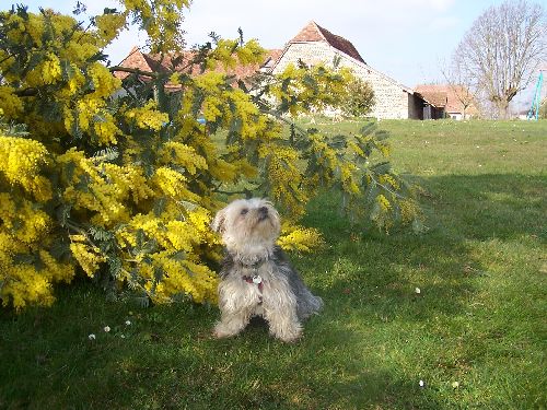 dans le mimosa