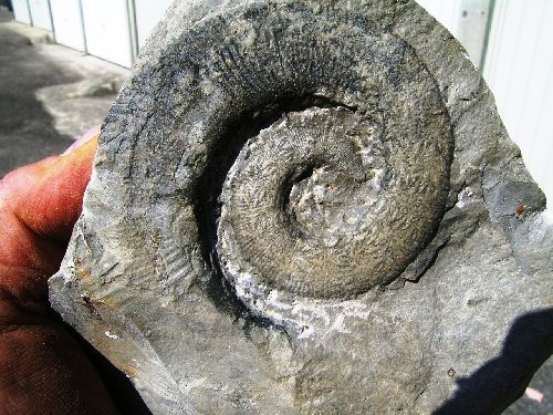 CRIOCERATITES DUVALI