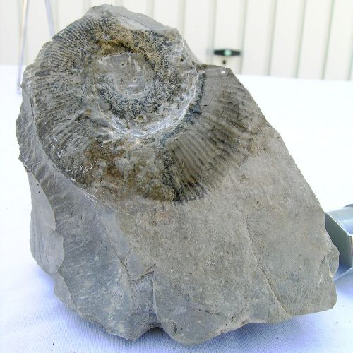 CRIOCERATITES DUVALI