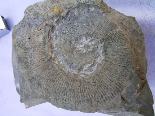 CRIOCERATITES DUVALI