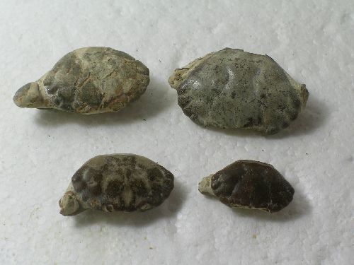 Xanthidae, Liomerinae- Pliocene, Pleistocene- Indonesia