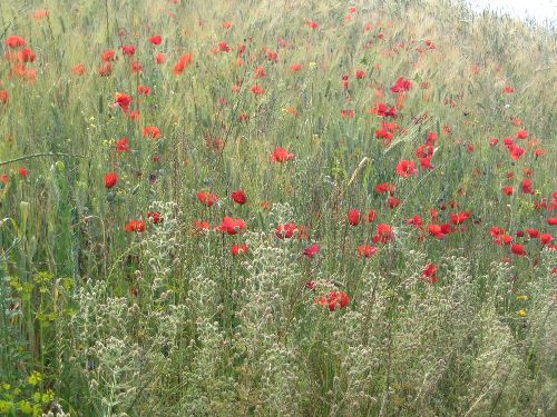 Coquelicots