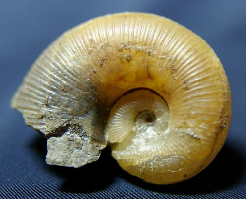 Lytoceras siemensi (Denckmann 1887) Toarcien inf. de Hildesheim, Allemagne, 33 mm