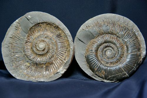 Dactylioceras (Orthodactylites) semiannulatum (Howarth)  Toarcien inf.(Upper Lias), Angleterre (Grey shales, Whitby)  70 mm