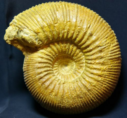Stephanoceras umbilicum (Quenstedt 1886) Bajocien inf. du Calvados, 90 mm