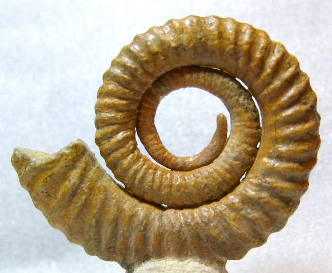 Anetoceras (A.) sp, Dévonien du Maroc, D.115 mm
