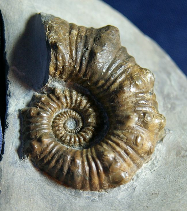 Australiceras jackii (Ethridge 1880) , Aptien , Walsh River, Australie, 55 mm