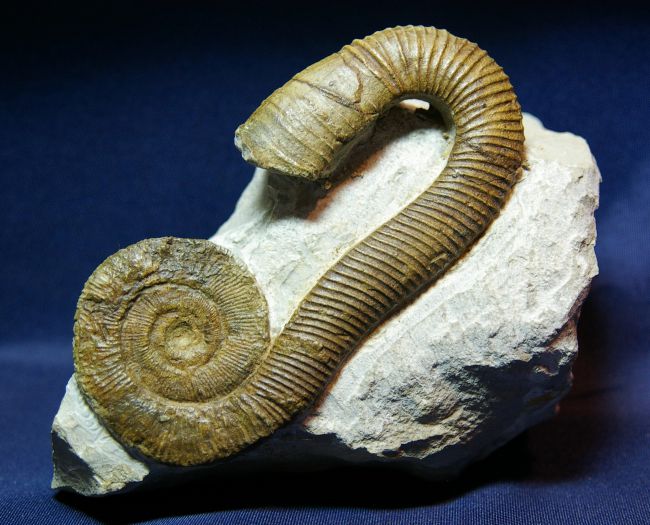 Macroscaphites yvani (m) (Puzos 1832), Barrémien sup., Alpes de Hte Provence, 115 mm