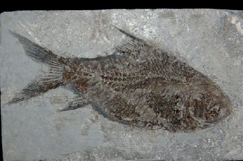 Jianghanichthys  (Eocene 50 M.A.)  Jingjan, Songei, Province Hubei, Chine   105 mm
