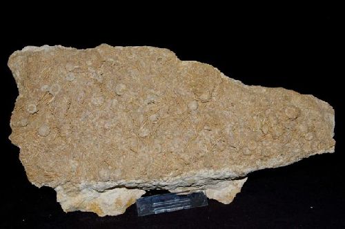 Oursins et radioles : Acrosalenia Hemicidaroides (Bajocien sup. 170 M.A.) Landaville, Vosges     plaque de 280 mm (oursin 10 mm )
