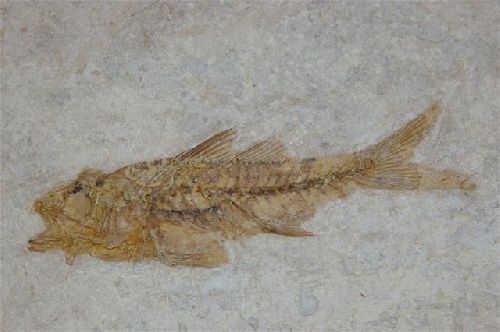 Dapalis macrurus (Stampien moyen, Oligocene 28 à 34 M.A.) région Manosque, Haute-Provence   75 mm