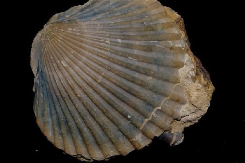 Pseudopecten equivalis120 mm x 105 mm (trés joli exemplaire possédant encore ses 2 valves (Pliensbachien de Caen 14)