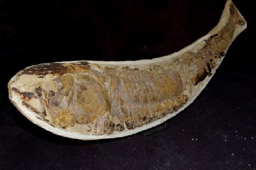 Aspidorhynchus  (Crétacé : formation Santana, plateau de l'Araripe, Brésil)    Poisson possédant un rostre(non conservé sur ce specimen de 370 mm )