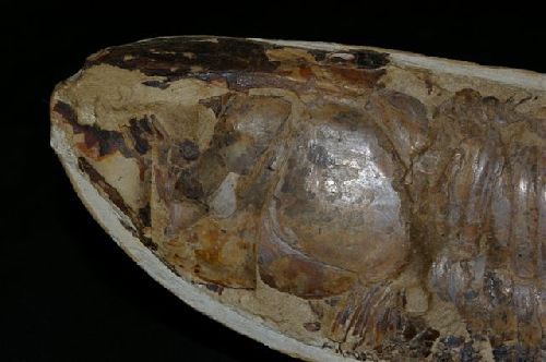 Aspidorhynchus (Crétacé : formation Santana, plateau de l'Araripe, Brésil)    détail