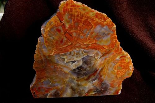 1 - Bois fossile de l'Arizona, U.S.A. (forêt pétrifiée)  180 mm x 170 mm