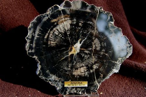 2- Bois fossile de l'Arizona, U.S.A. (forêt pétrifiée) 120 mm