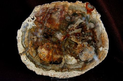 3 - Bois fossile de l'Arizona, U.S.A.     160 mm