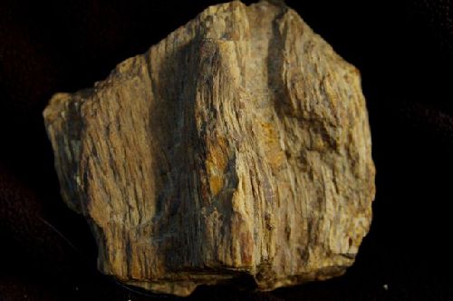 6 - Bois fossile (région Vendôme)  100 mm
