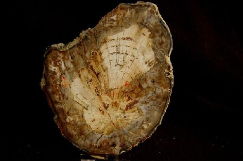 7 - Bois fossile de Madagascar  130 mm