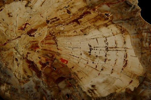 7 - Bois fossile de Madagascar  détail