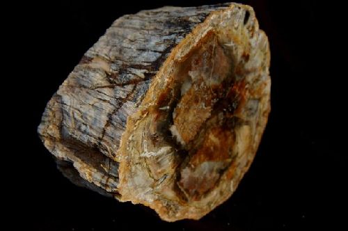 9 - Bois fossile de Madagascar  135 mm