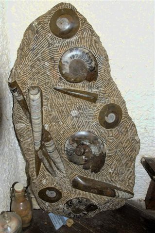 Ammonite Clymenia et Orthoceras (Erfoud, Maroc)