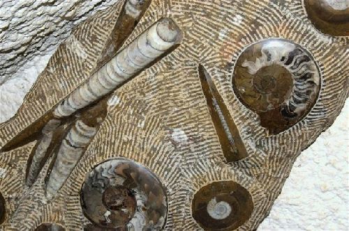 Ammonite Clymenia et Orthoceras (Erfoud, Maroc) détail