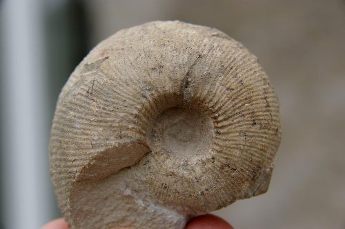 Olcostephanus (Jeannoticeras)Jeannoti(Orbigny1841) 60 mm