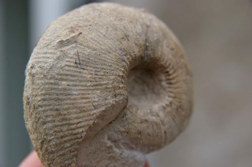 Olcostephanus (Jeannoticeras)Jeannoti(Orbigny1841) 60 mm (profil)
