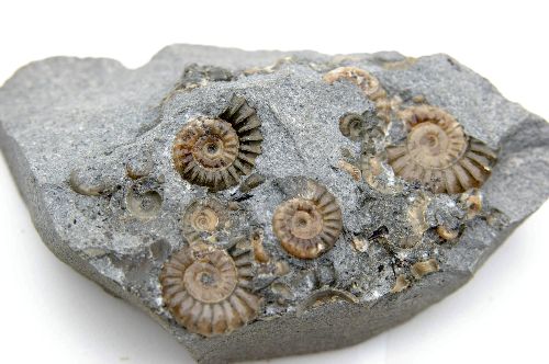 Promicroceras planicosta (Sowerby 1814), Sinémurien sup., Charmouth, Dorset, Angleterre