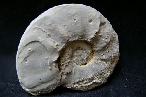 Ceratites nodosus (Schlotheim, 1820) Ladinien de Moselle  100 mm