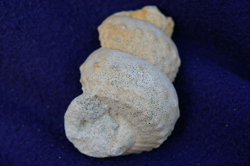 Hypoturrilites sp, Cénomanien de la Sarthe, Le Perche, 65 mm (partiellement conservé)
