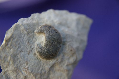 Scaphites villoutreysi (Thomel), Cenomanien moyen des Alpes de Hte Provence,  20 mm