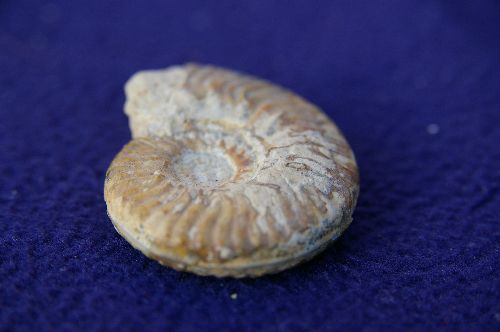 Ludwigia murchinsonae (Sowerby) Caen, Calvados (45 mm ) profil