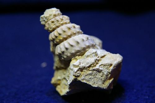 Turrilites costatus (Lamarck 1801), Cénomanien moy. de  Seine-Maritime, 35 mm