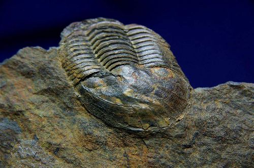 Ectillaenus giganteus ( Burmeister 1843) Ordovicien, Llandeilien de la Manche 