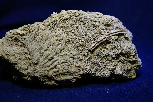 Crinoide du (Bajocien sup. 170 M.A.) Landaville, Vosges  dimensions de la plaque 160 mm x 75 mm