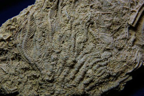 Crinoide du (Bajocien sup. 170 M.A.) Landaville, Vosges  (détail 75 mm x 60)