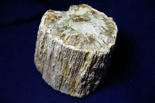 11 - Tronc fossile de Madagascar 90 mm x 90 mm section polie