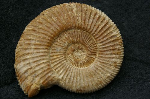 Autre specimen de Perisphinctes (Dichotomosphinctes) antecedens  Deux-Sèvres  