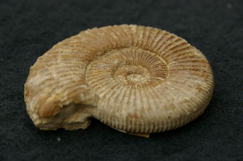 Autre specimen de Perisphinctes (Dichotomosphinctes) antecedens  Deux-Sèvres  