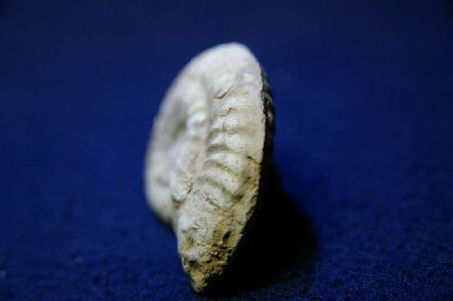 Ochetoceras(O.) hispidum (Oppel 1863) Oxfordien moyen, Région Niort, Deux-Sèvres 45 mm