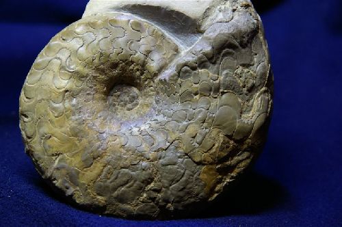 Ceratites intermedius, Muschelkalk, Trias, provenance Wasselone, Bas-Rhin  (145 mm)