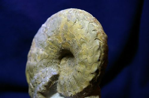 Ceratites intermedius, Muschelkalk, Trias, provenance Wasselone, Bas-Rhin  (145 mm)
