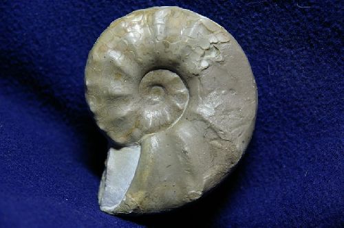 Ceratites evolutus (Muschelkalk, Trias) Holving, Moselle   (95 mm)